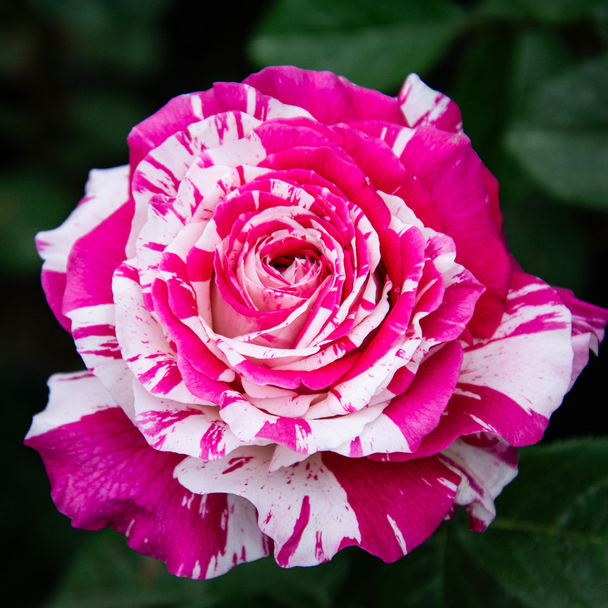 Rose, Hybrid Tea, Neil Diamond