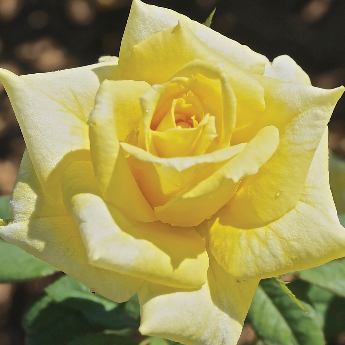 Rose, Hybrid Tea, New Day