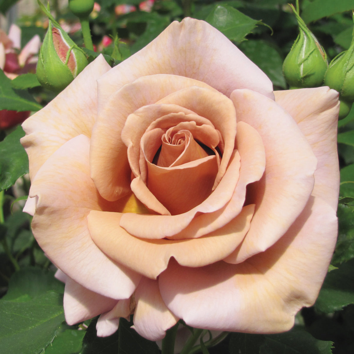 Rose, Floribunda, Koko-Loko™