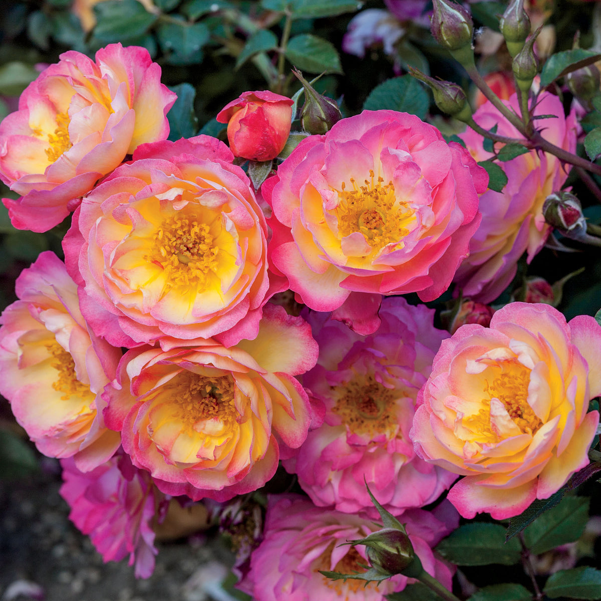 Rose, Groundcover, Rainbow Happy Trails™