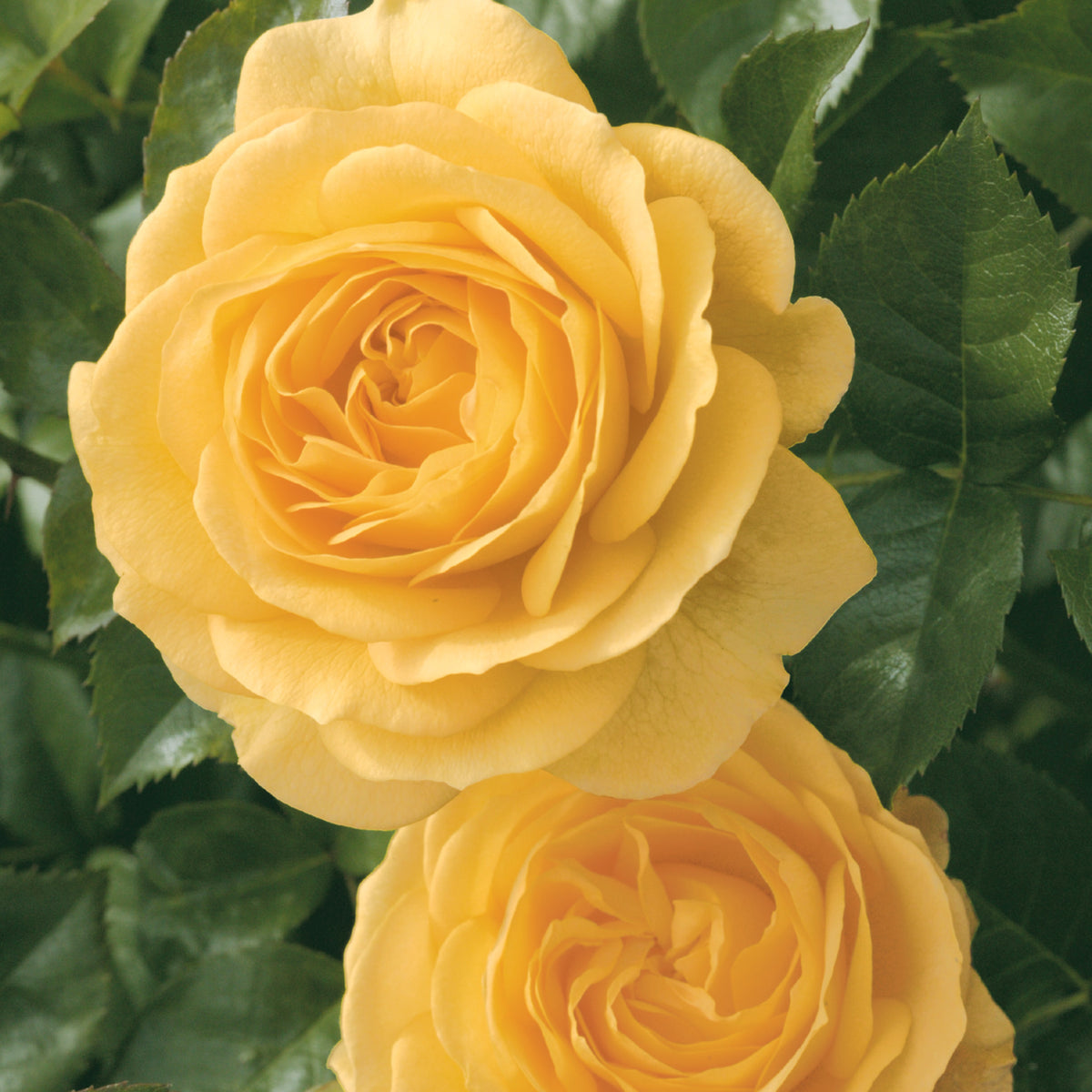 Rose, 36" Tree, Julia Child