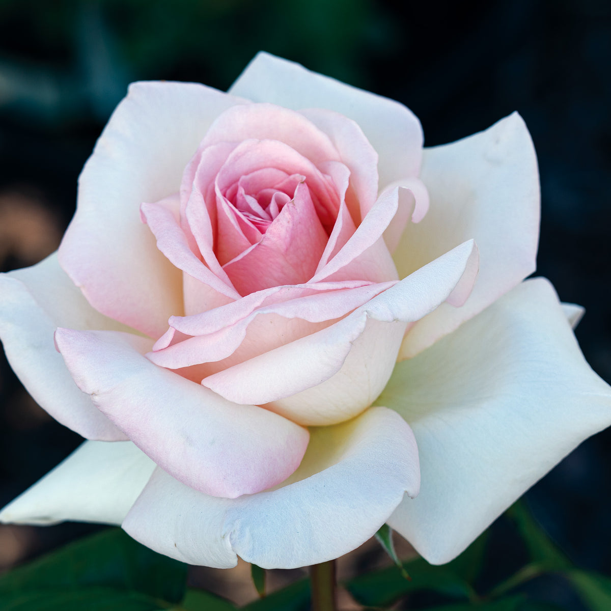 Rose, Hybrid Tea, Francis Meilland®