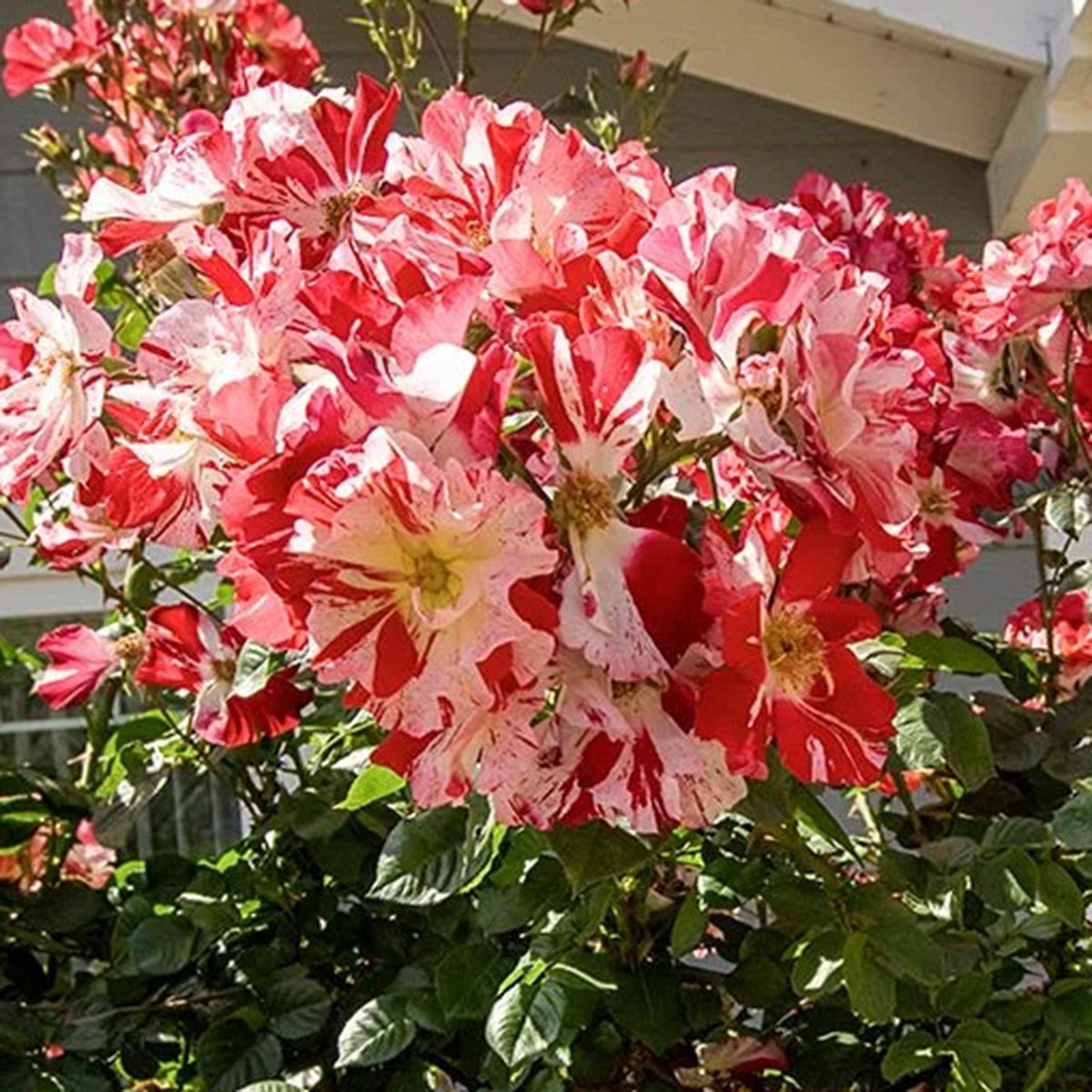 Rose, Climbing, Fourth of July®