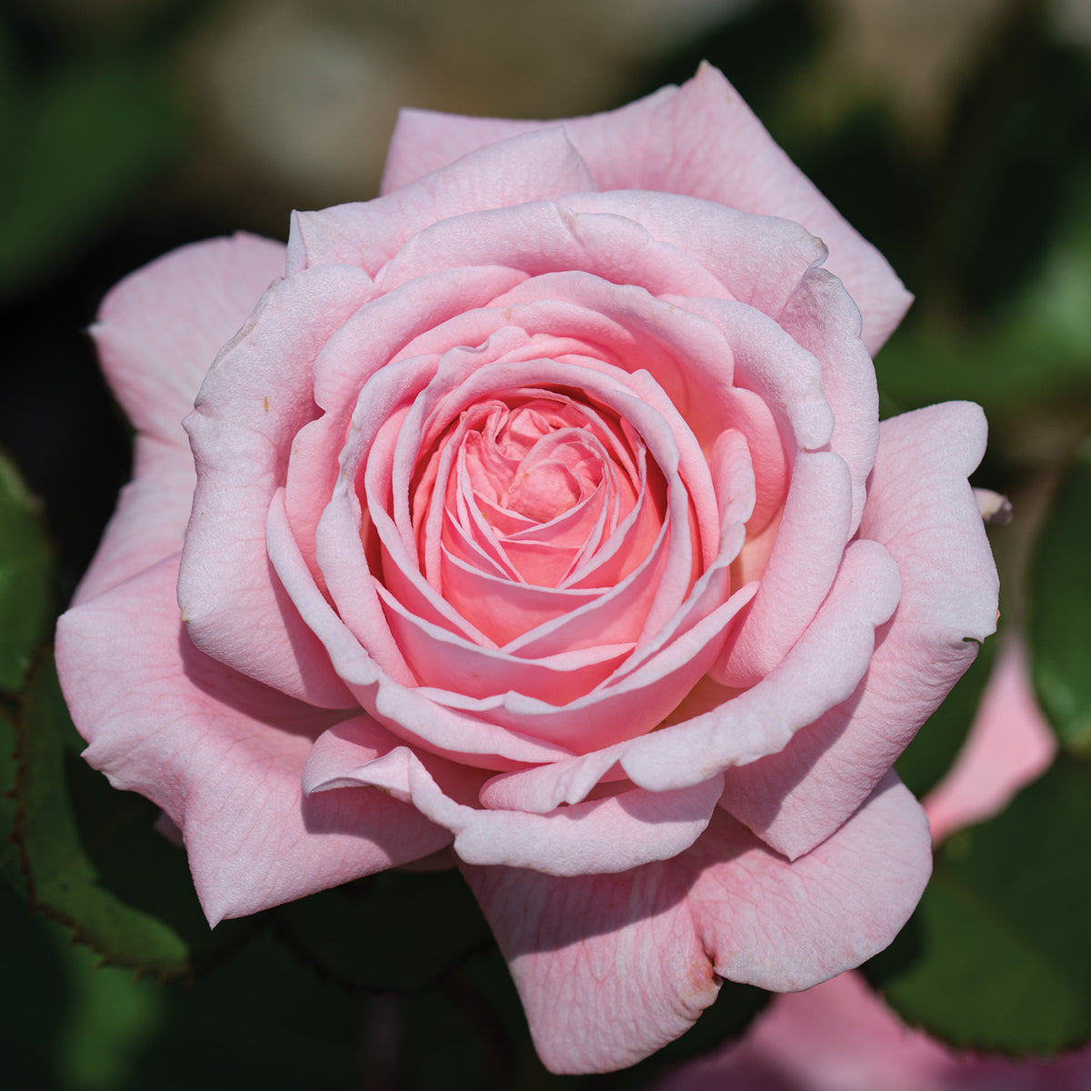 Rose, Hybrid Tea, Romantica® Ball Gown™