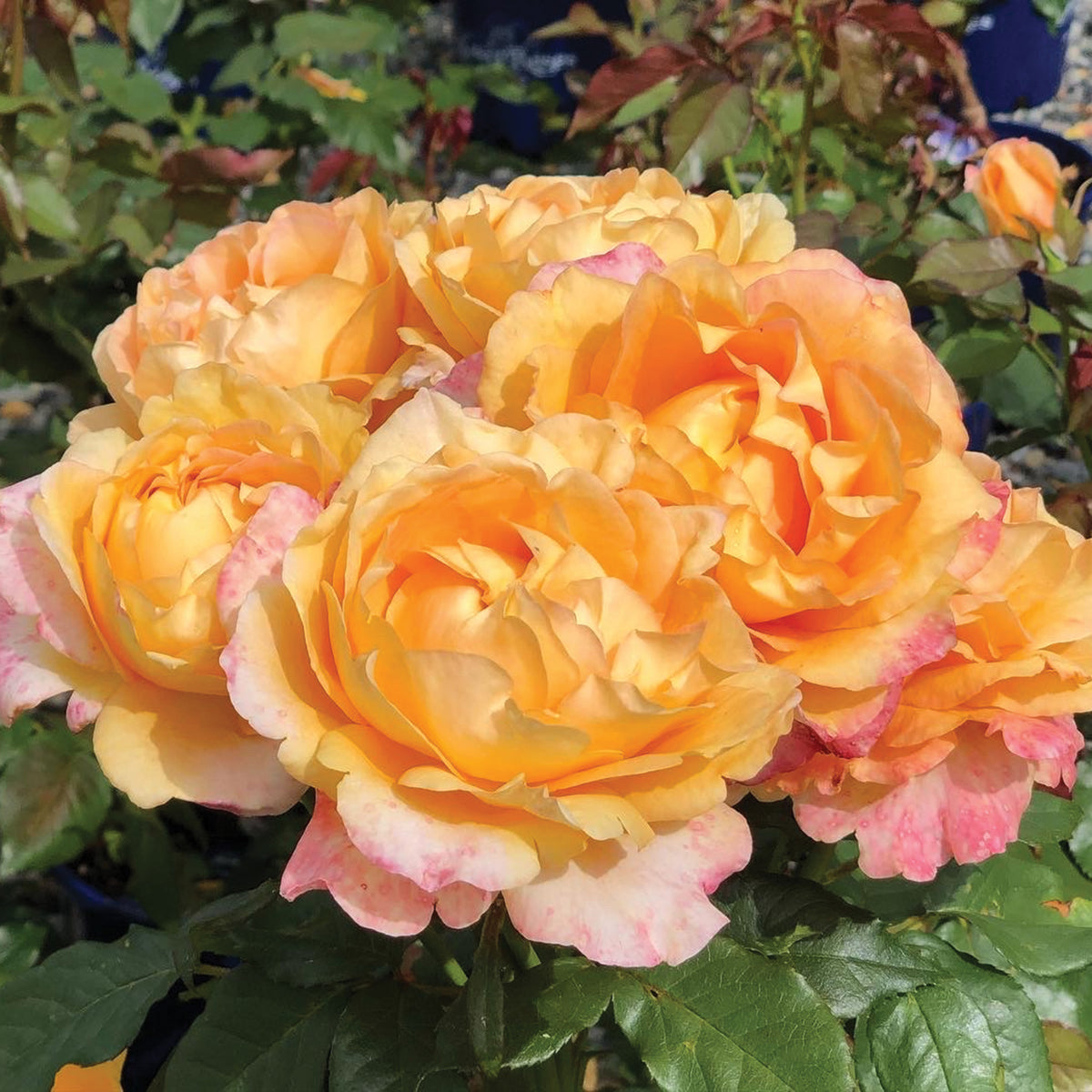 Rose, Hybrid Tea, Maui Sunrise™