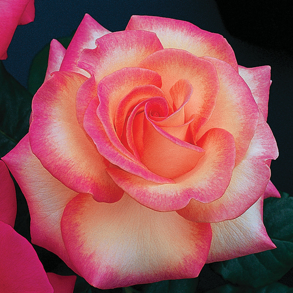 Rose, Hybrid Tea, LeAnn Rimes