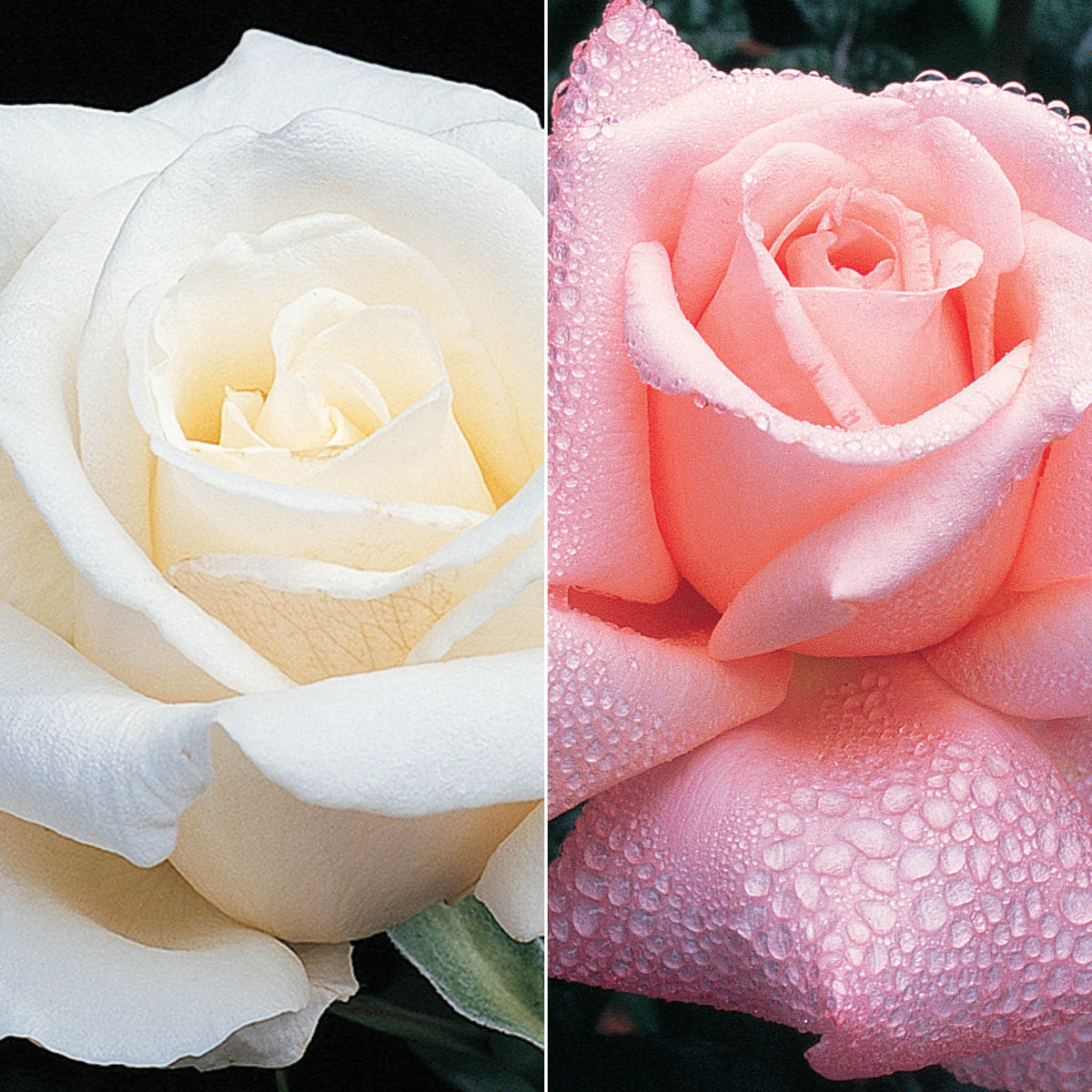 Rose, Twofer™ Tree, Full Sail & New Zealand