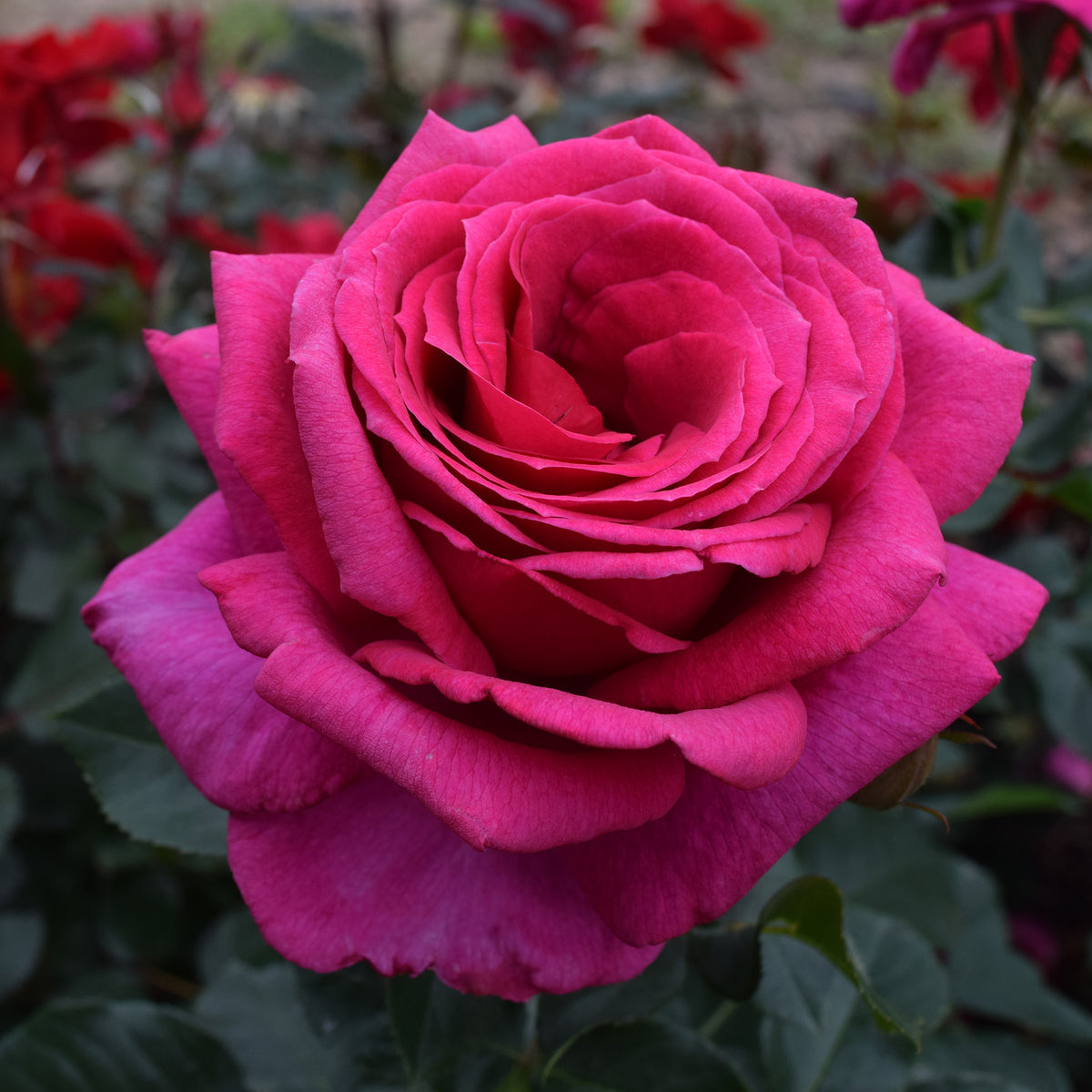 Rose, Hybrid Tea, Main Attraction™