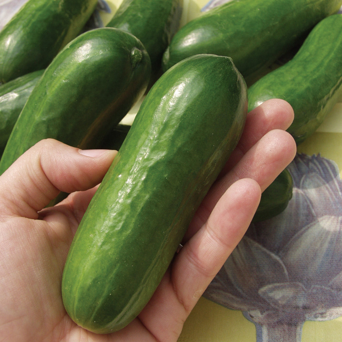 Cucumber, Iznik Hybrid.