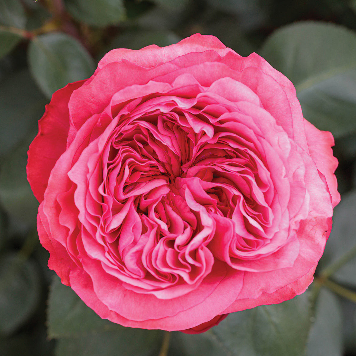 Rose, Hybrid Tea, Loves Me, Loves Me Not™
