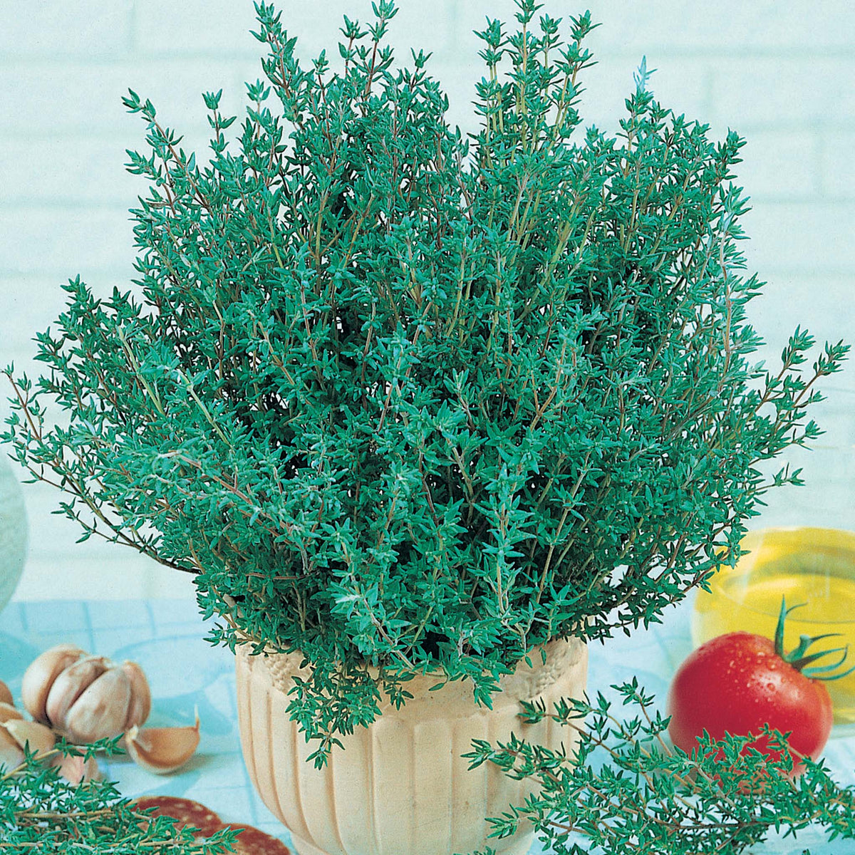 Thyme, Winter