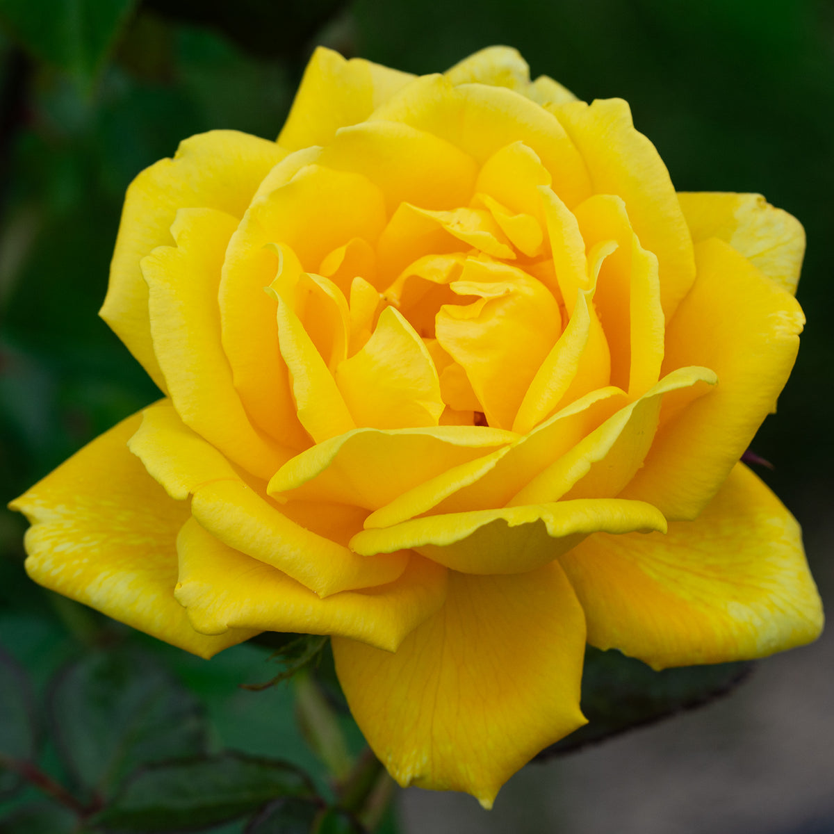 Rose, Hybrid Tea, Midas Touch™