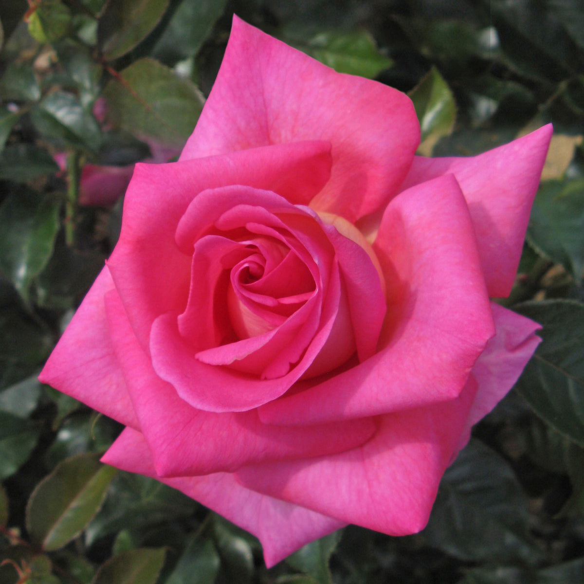 Rose, Hybrid Tea, Barbra's Baby™
