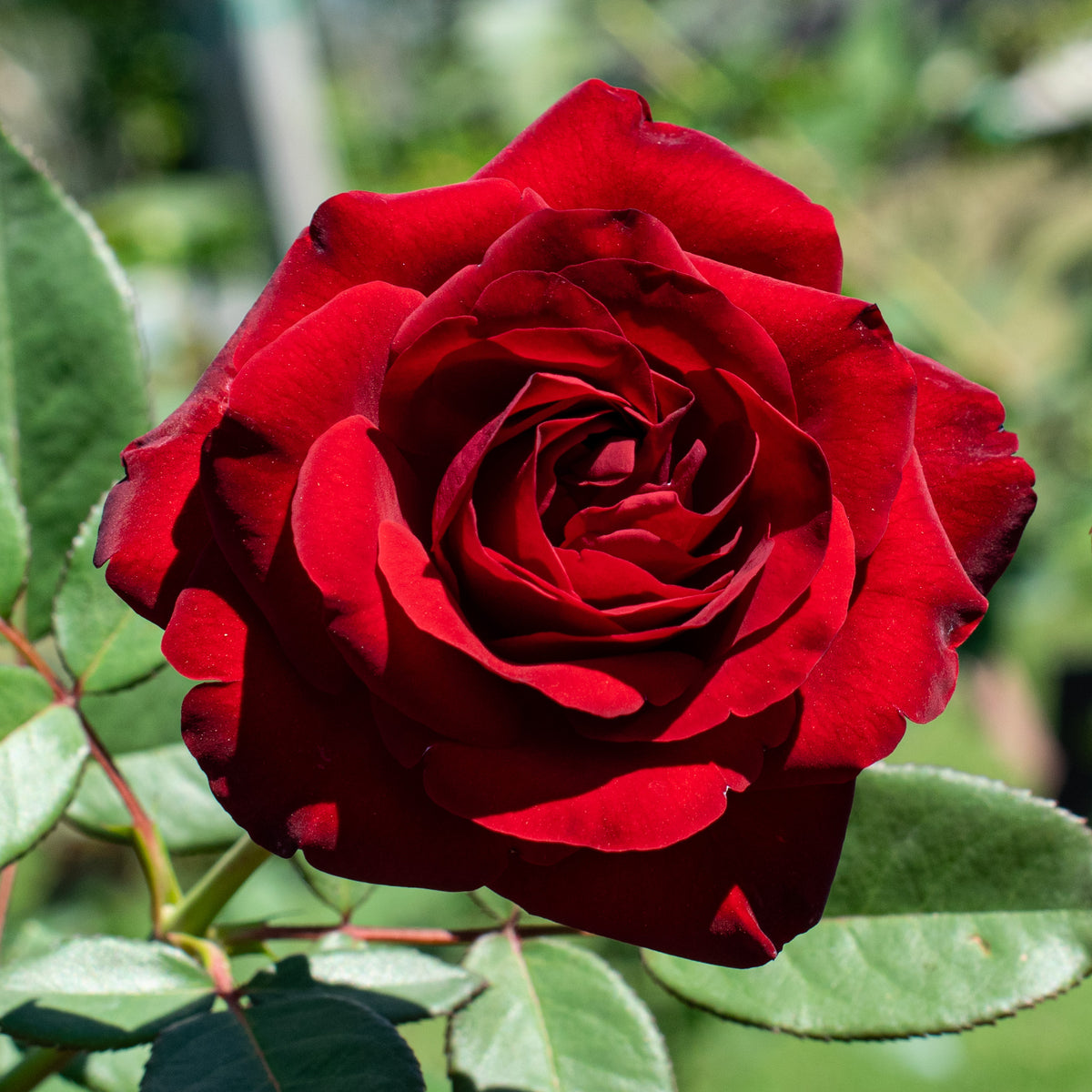 Rose, Hybrid Tea, Dreaming of You™