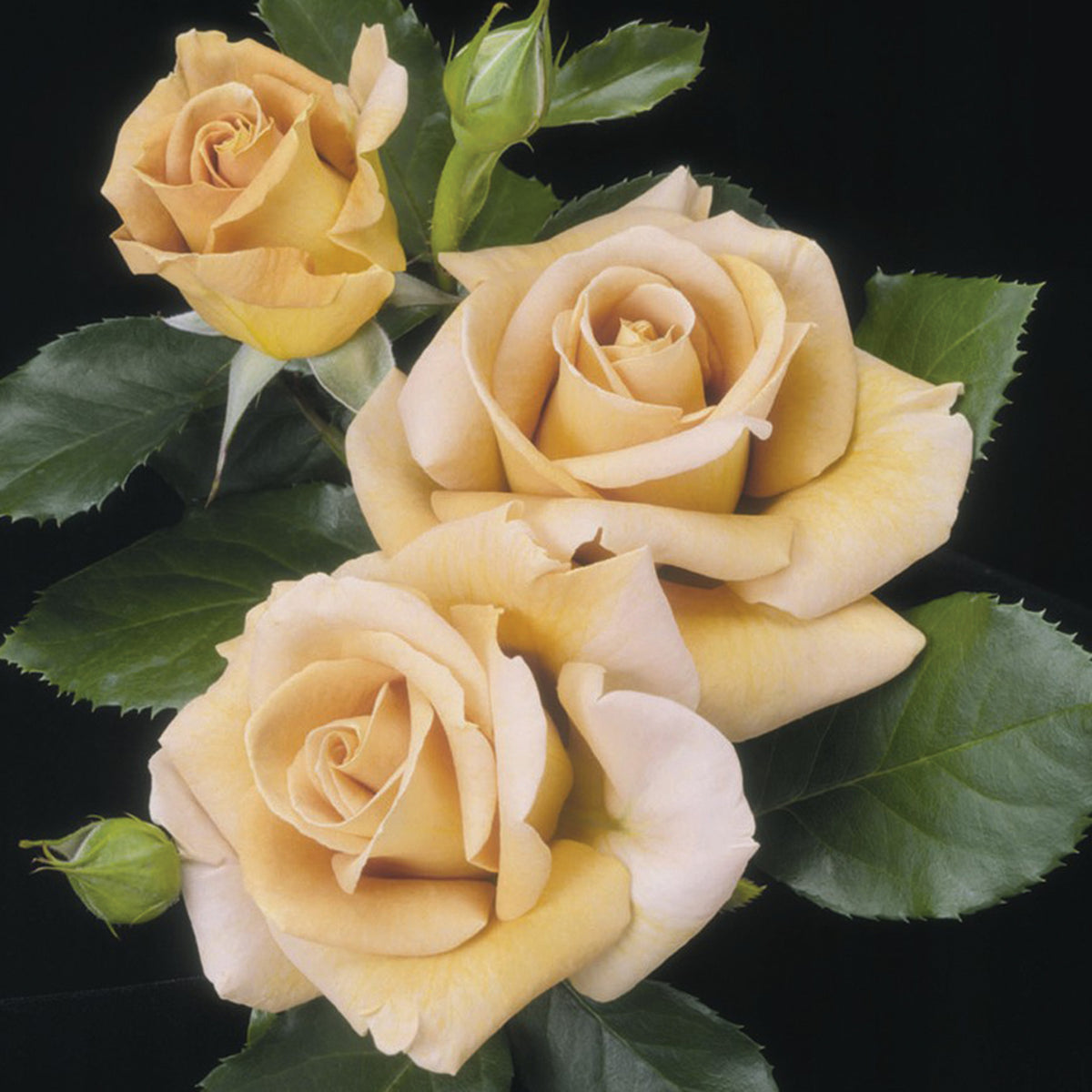 Rose, Grandiflora, Honey Dijon™