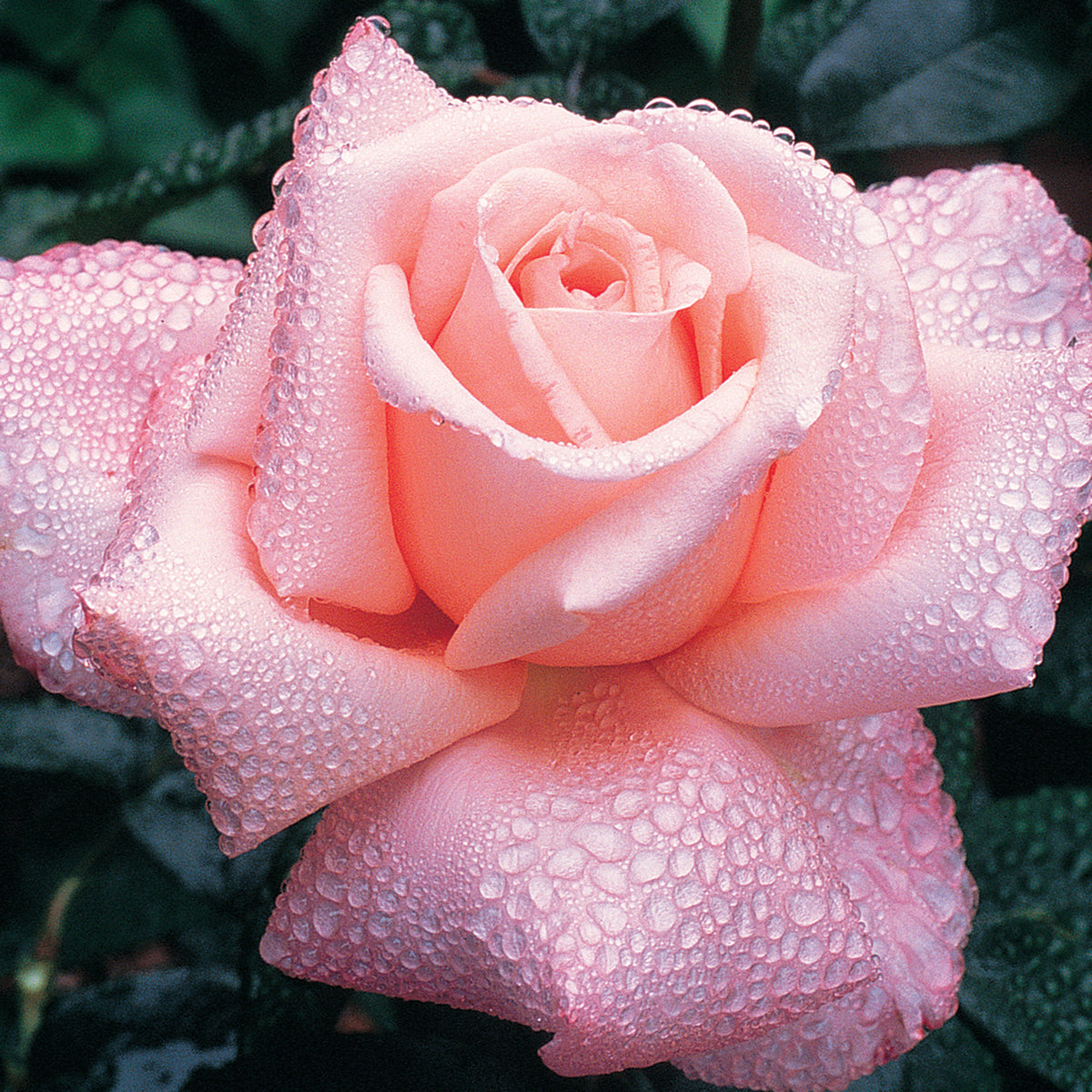 Rose, Hybrid Tea, New Zealand