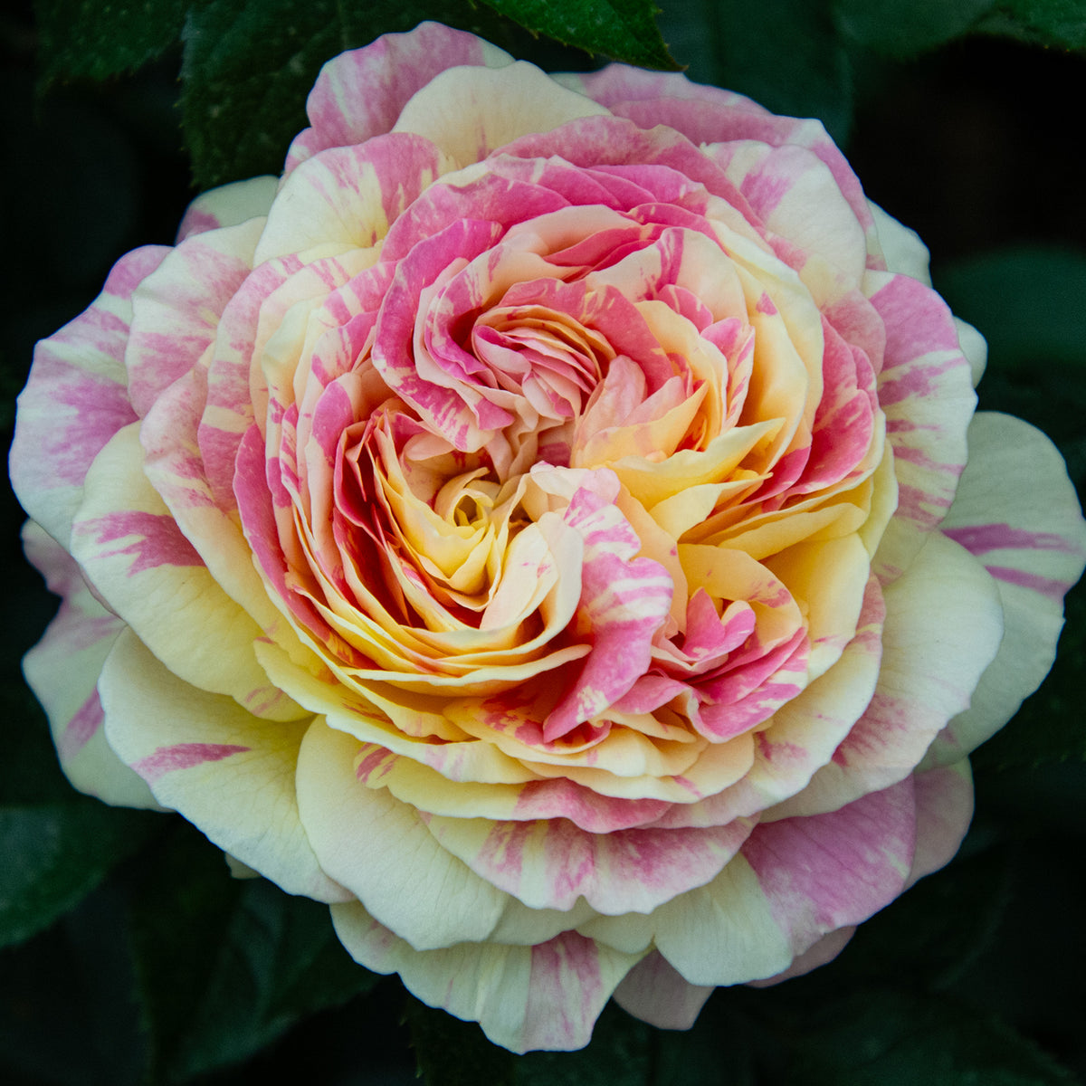 Rose, Grandiflora, Pop Art™