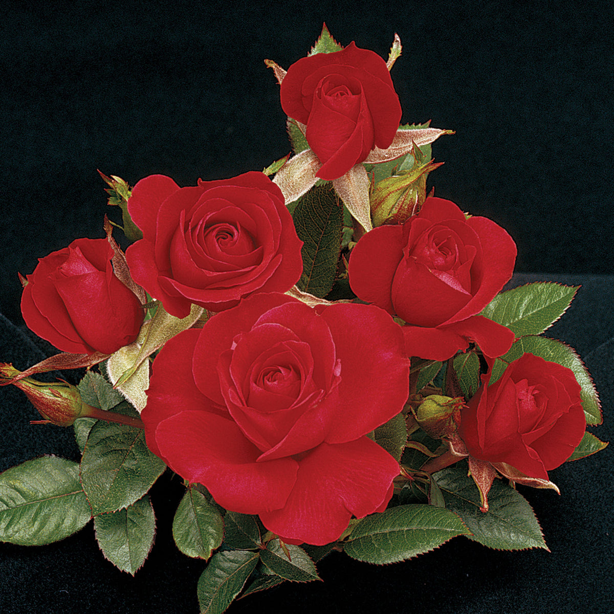 Rose, Miniature, Ruby Ruby™