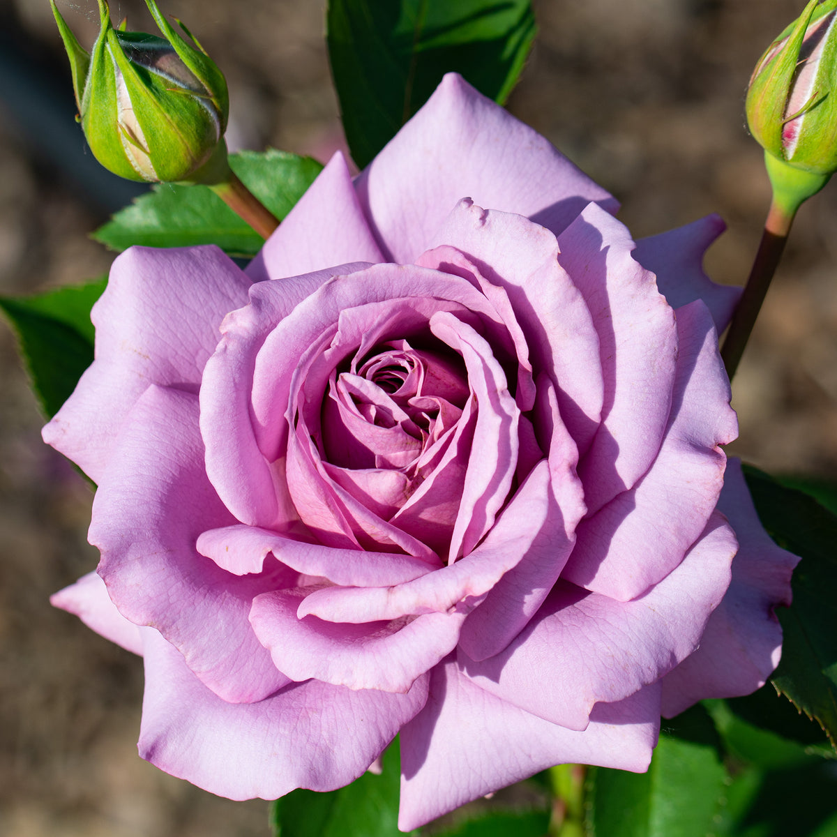 Rose, Floribunda, Love Song™