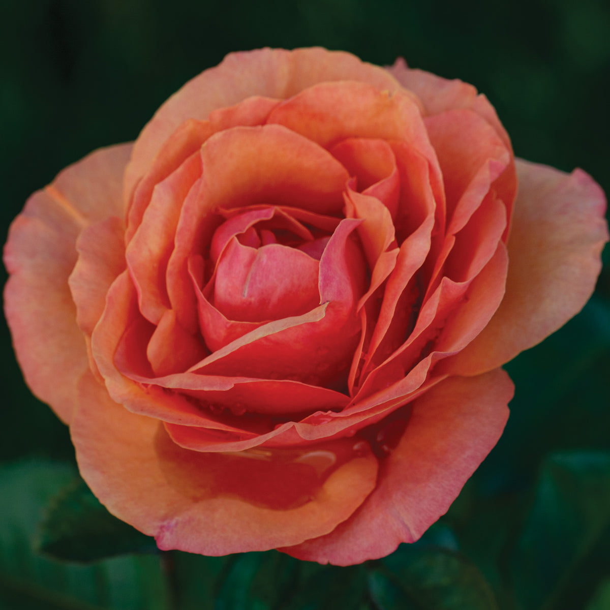 Rose, Grandiflora, Anna's Promise®