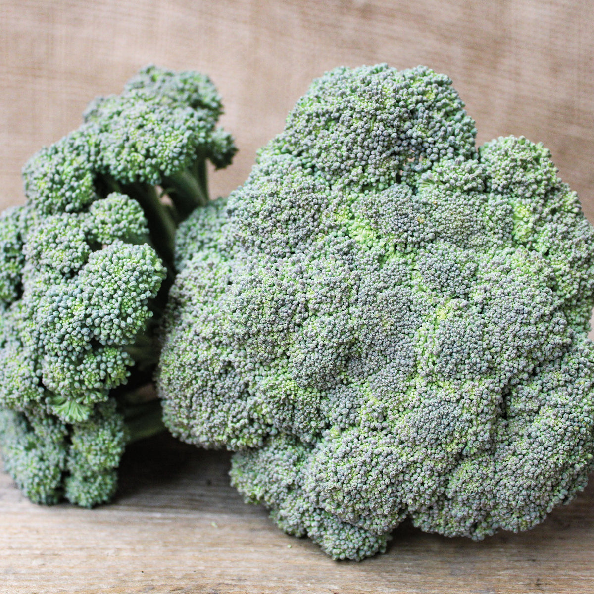 Broccoli, Castle Dome Hybrid.