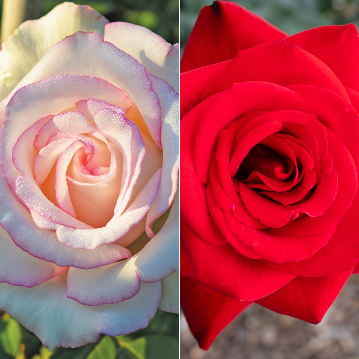 Rose, Twofer™ Tree, Moonstone® & Olympiad