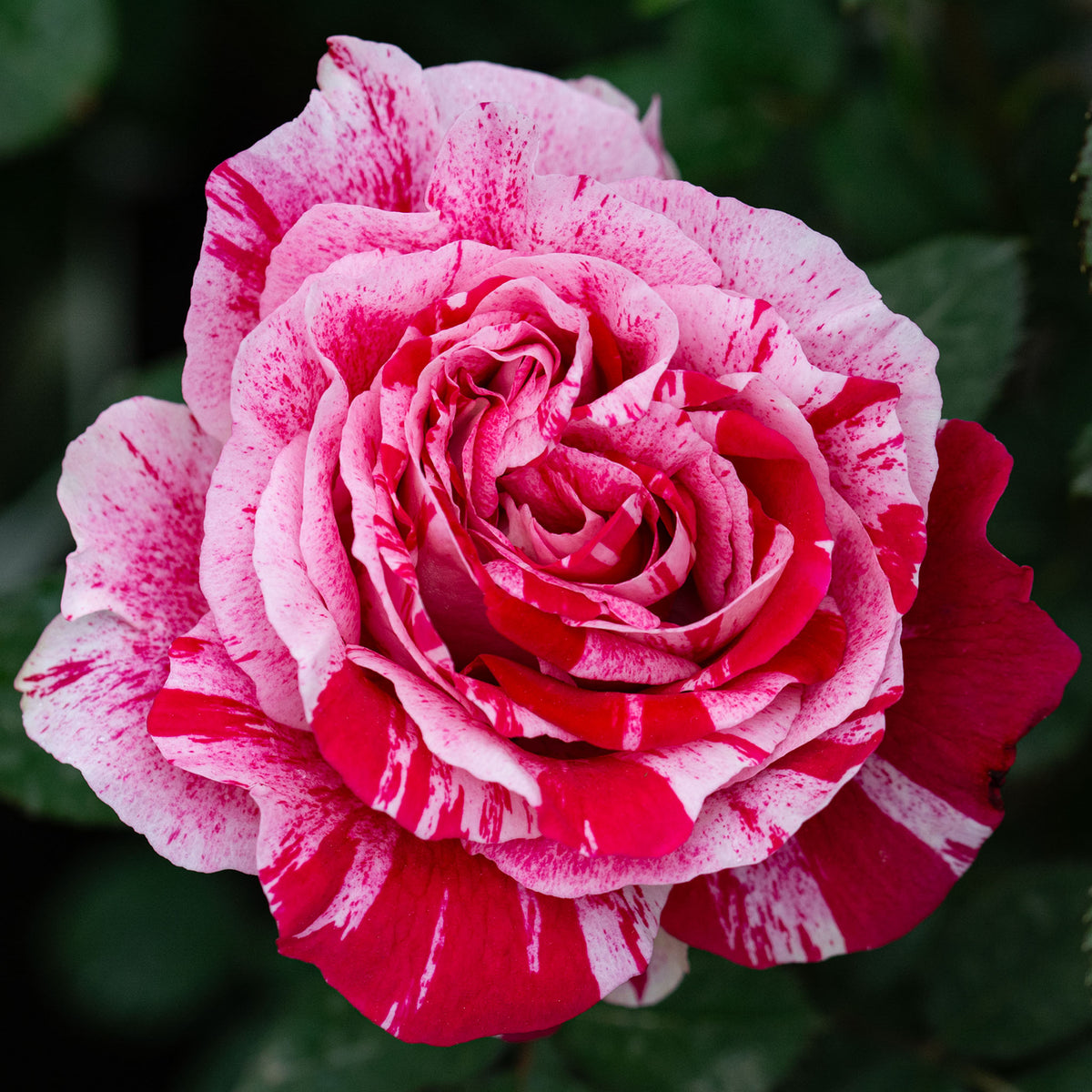 Rose, Floribunda, Scentimental