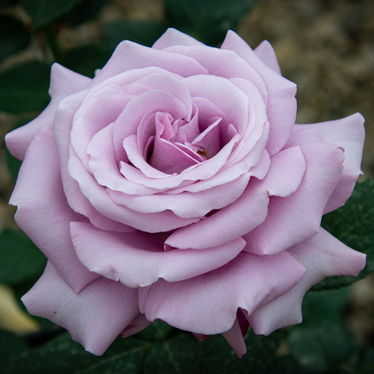 Rose, Hybrid Tea, Neptune™