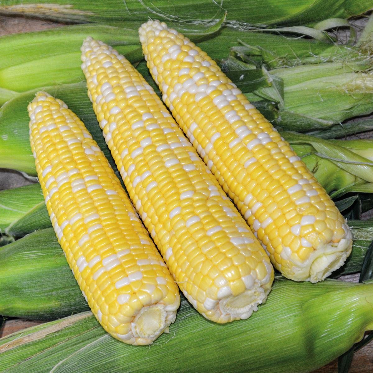 Sweet Corn, Ambrosia Bicolor Hybrid.